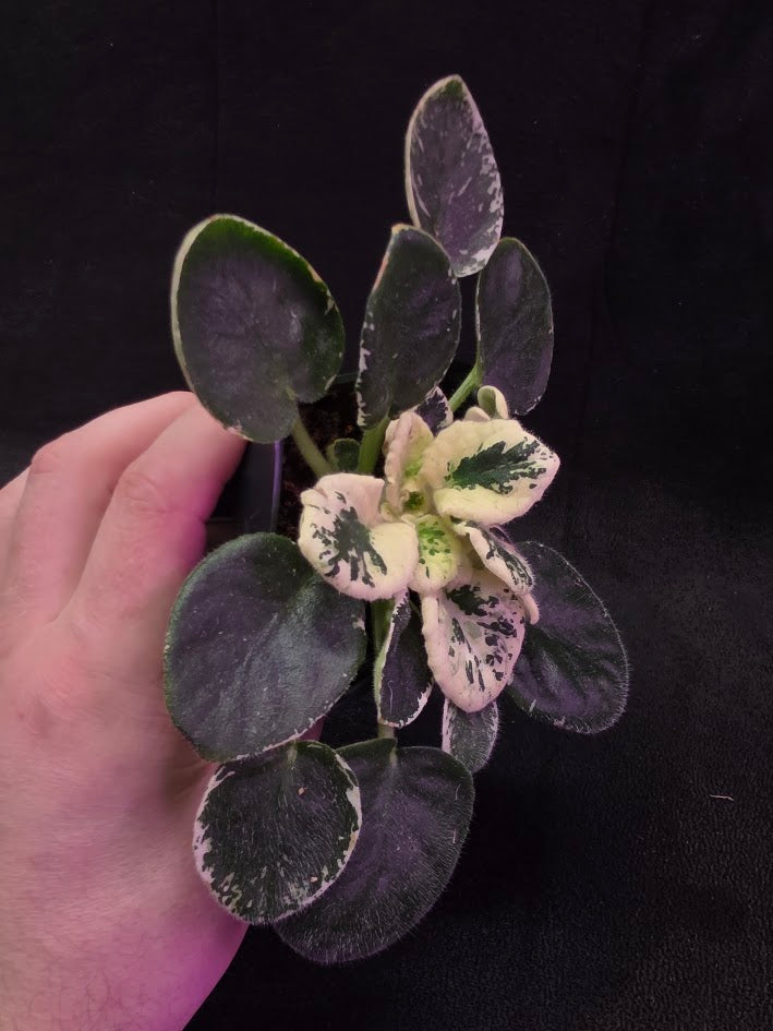 African Violet Variegated NK Vesniany Nastriy 