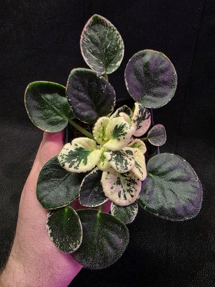 African Violet Variegated NK Vesniany Nastriy 
