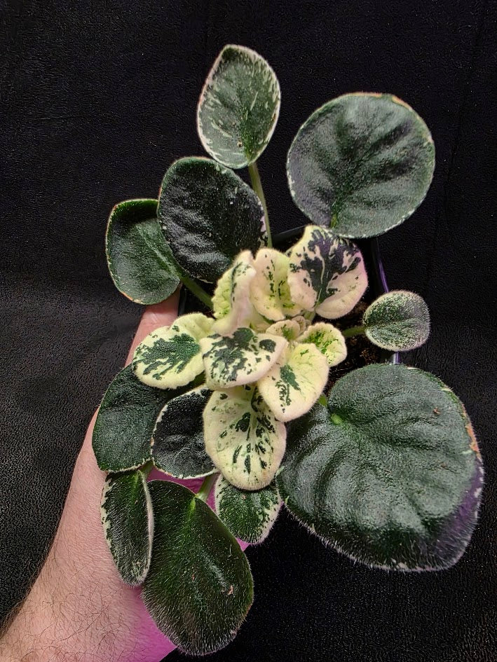 African Violet Variegated NK Vesniany Nastriy 