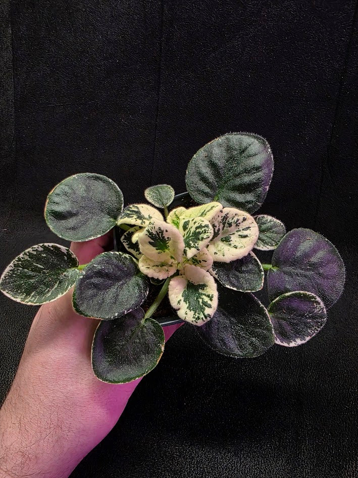 African Violet Variegated NK Vesniany Nastriy 