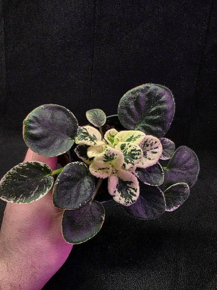 African Violet Variegated NK Vesniany Nastriy 