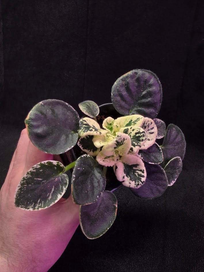 African Violet Variegated NK Vesniany Nastriy 