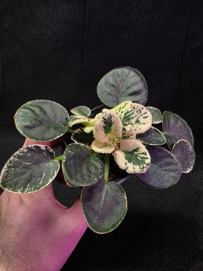 African Violet Variegated NK Vesniany Nastriy 