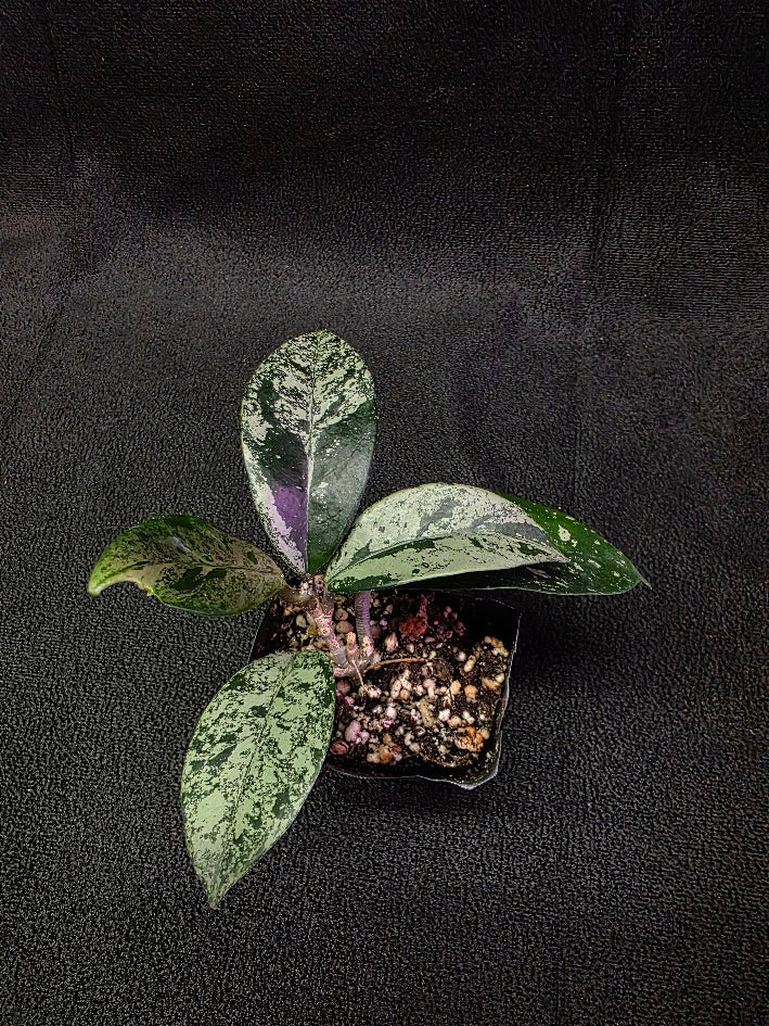 Hoya Carnosa Freckles Splash #03