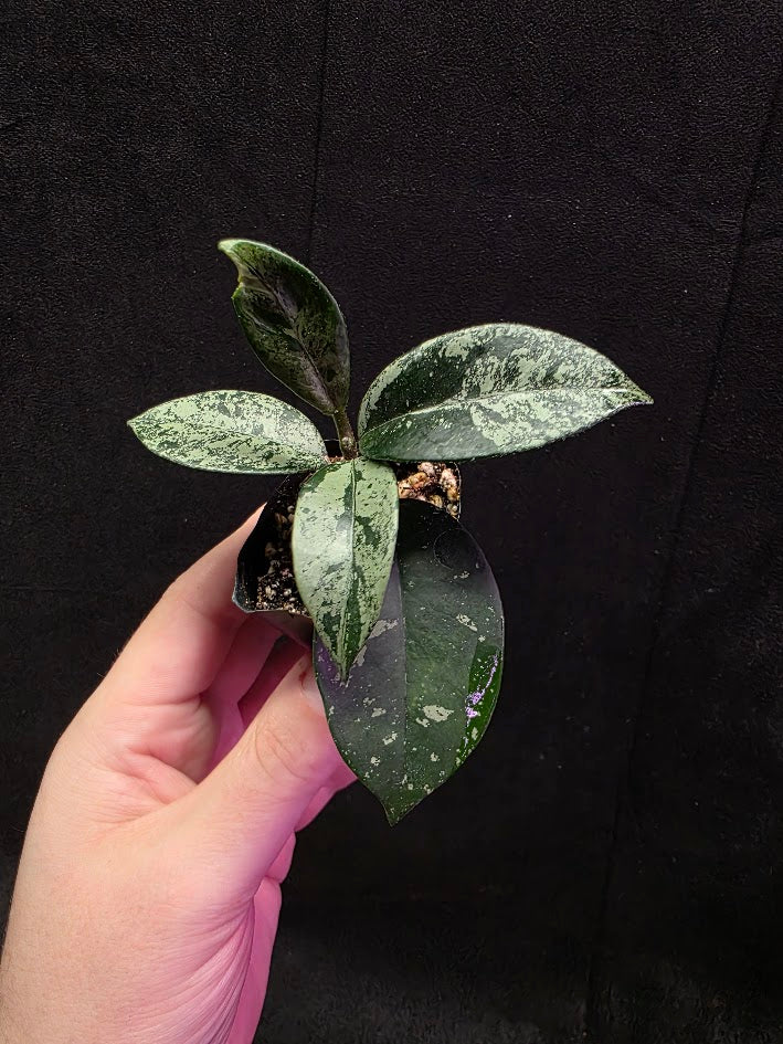 Hoya Carnosa Freckles Splash #03