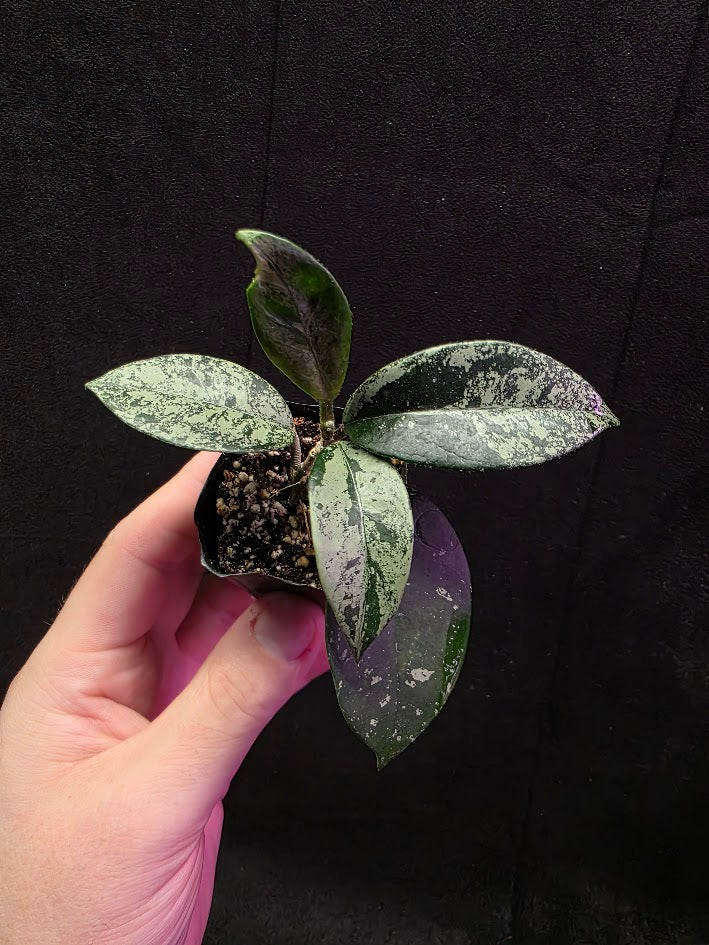 Hoya Carnosa Freckles Splash #03