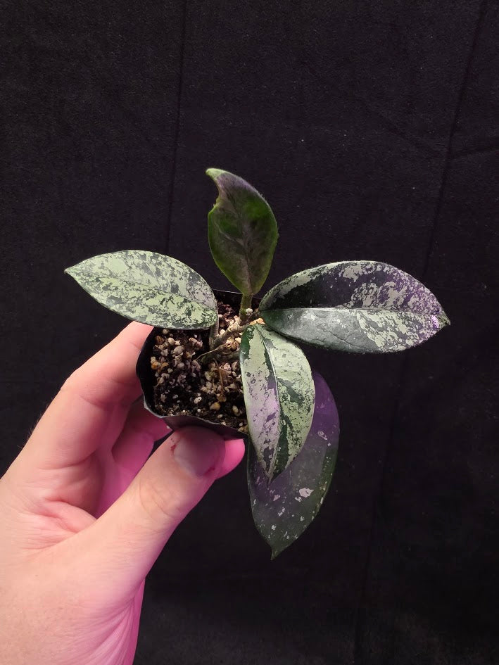 Hoya Carnosa Freckles Splash #03
