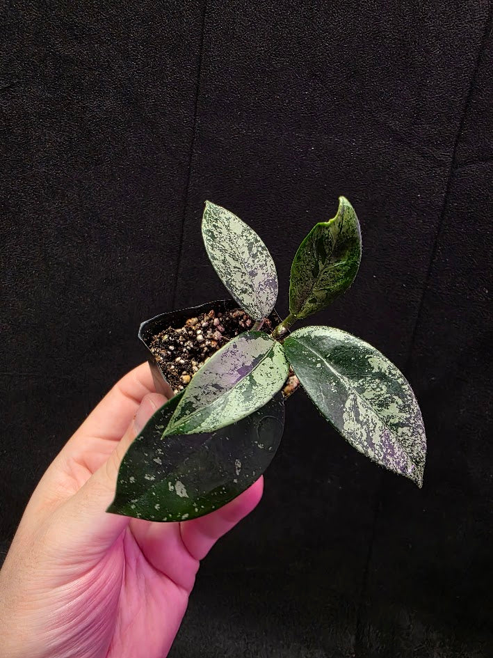 Hoya Carnosa Freckles Splash #03