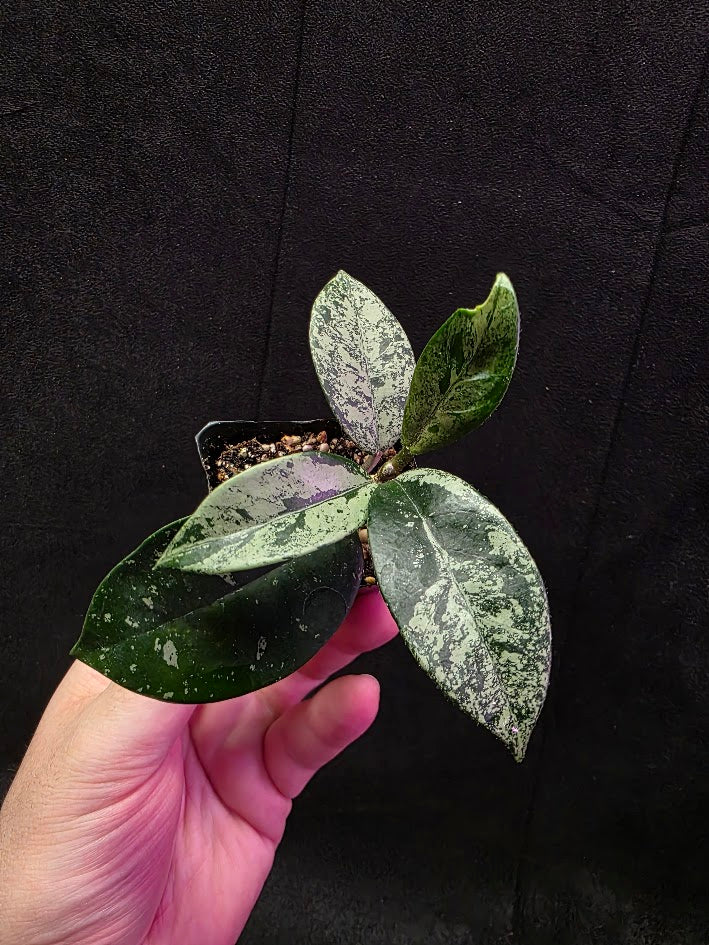 Hoya Carnosa Freckles Splash #03