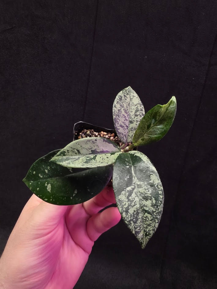 Hoya Carnosa Freckles Splash #03