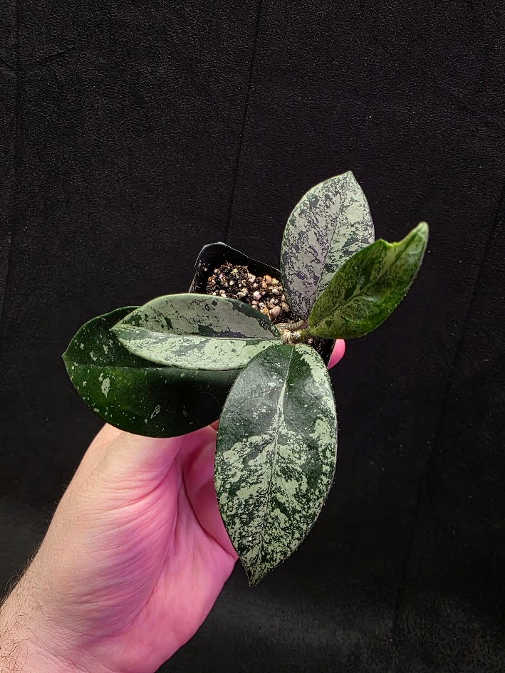 Hoya Carnosa Freckles Splash #03