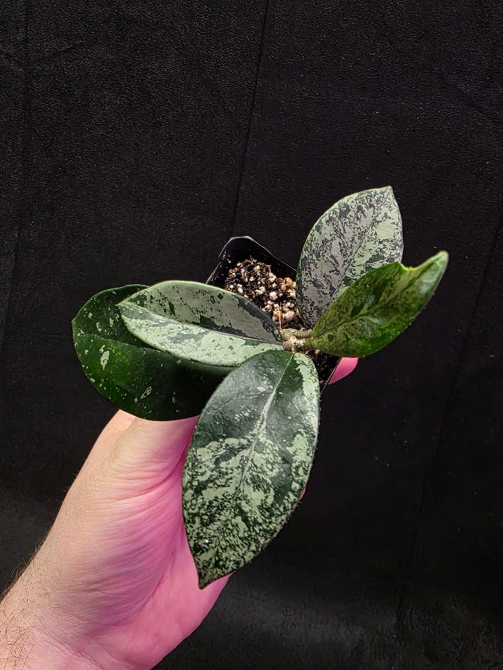 Hoya Carnosa Freckles Splash #03