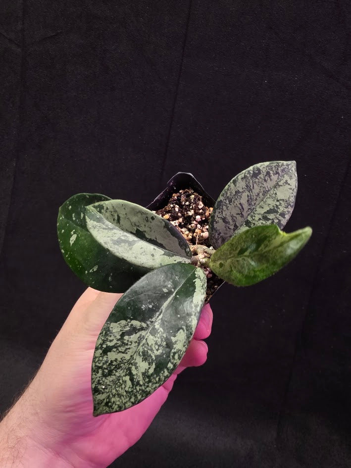 Hoya Carnosa Freckles Splash #03