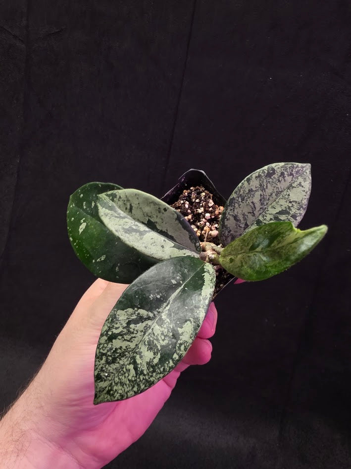 Hoya Carnosa Freckles Splash #03