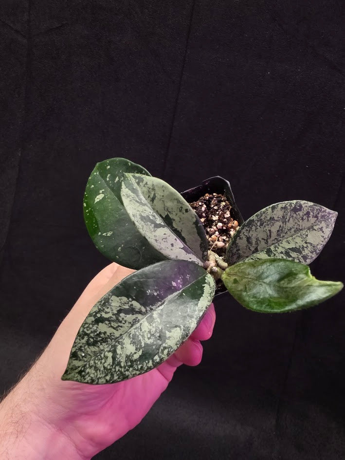 Hoya Carnosa Freckles Splash #03