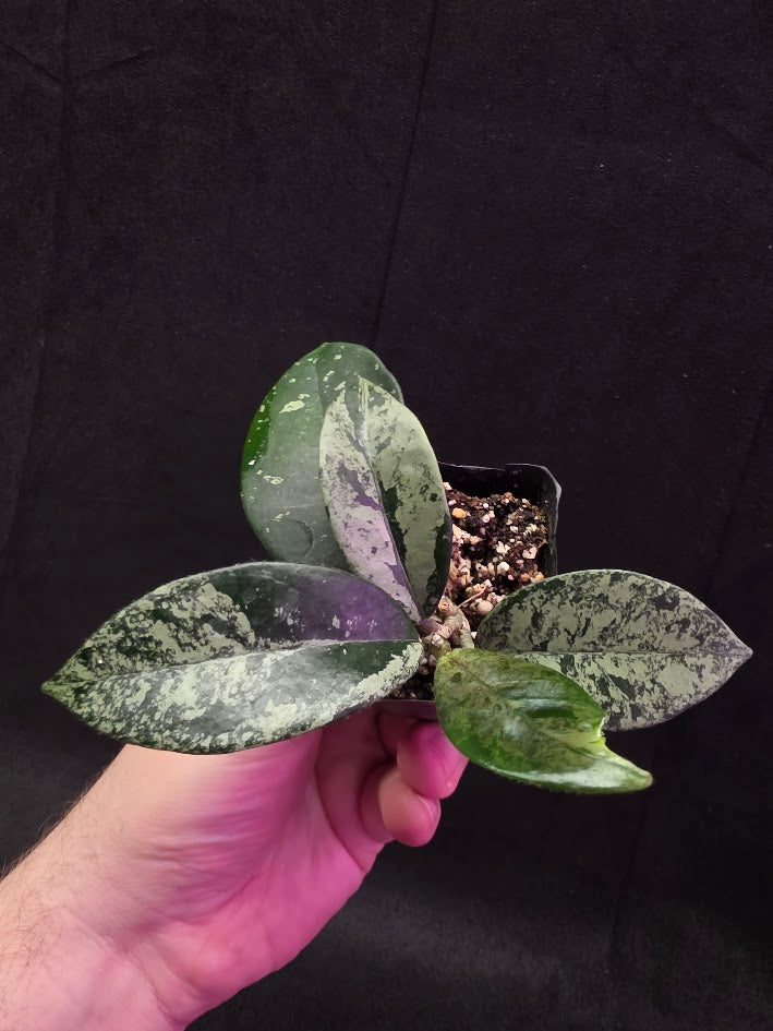 Hoya Carnosa Freckles Splash #03