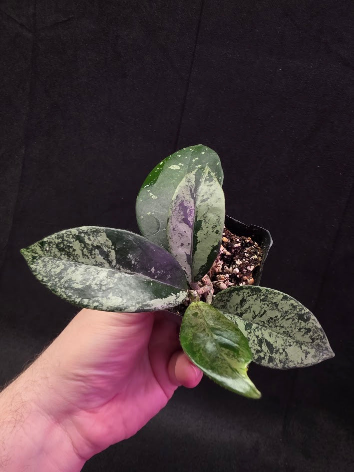 Hoya Carnosa Freckles Splash #03