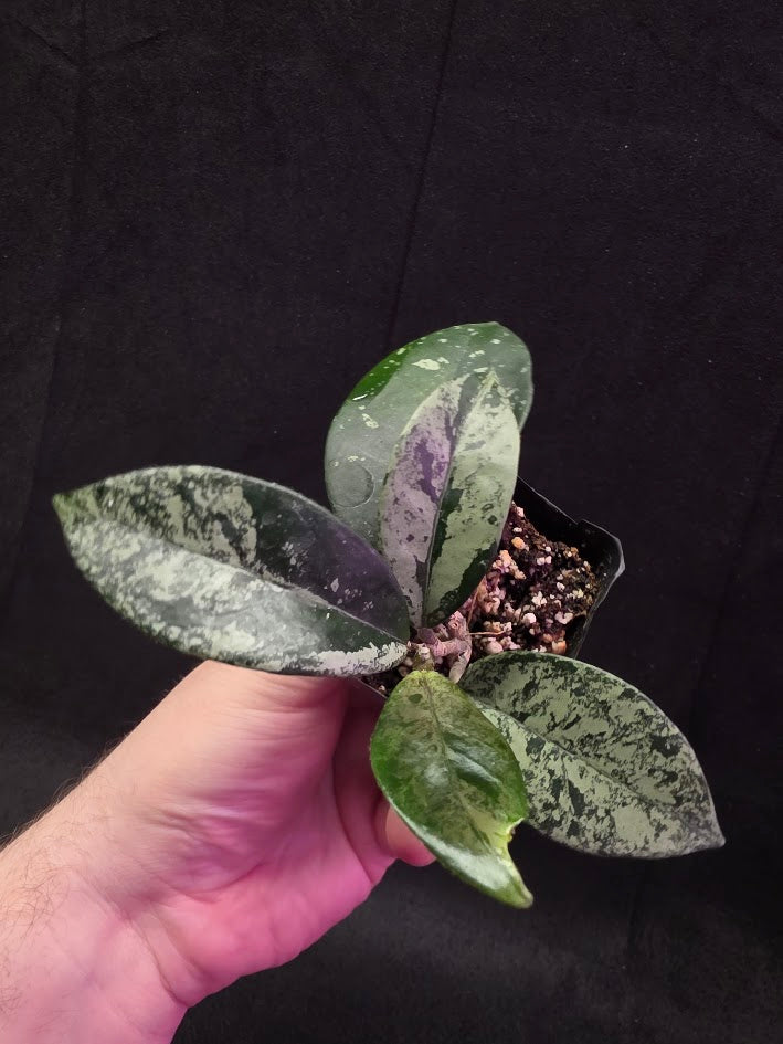 Hoya Carnosa Freckles Splash #03