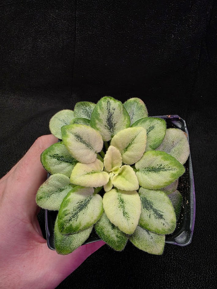 African Violet N Robinson #01