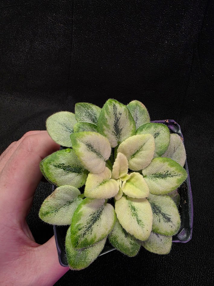 African Violet N Robinson #01