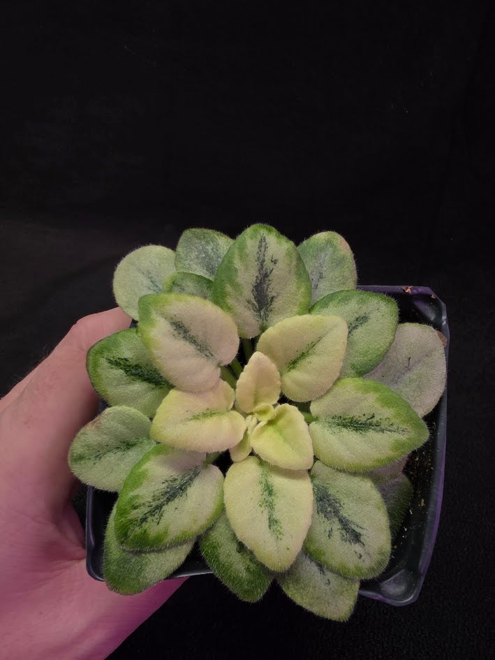 African Violet N Robinson #01