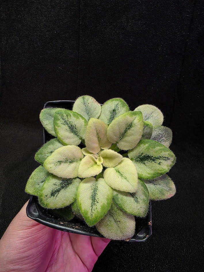 African Violet N Robinson #01