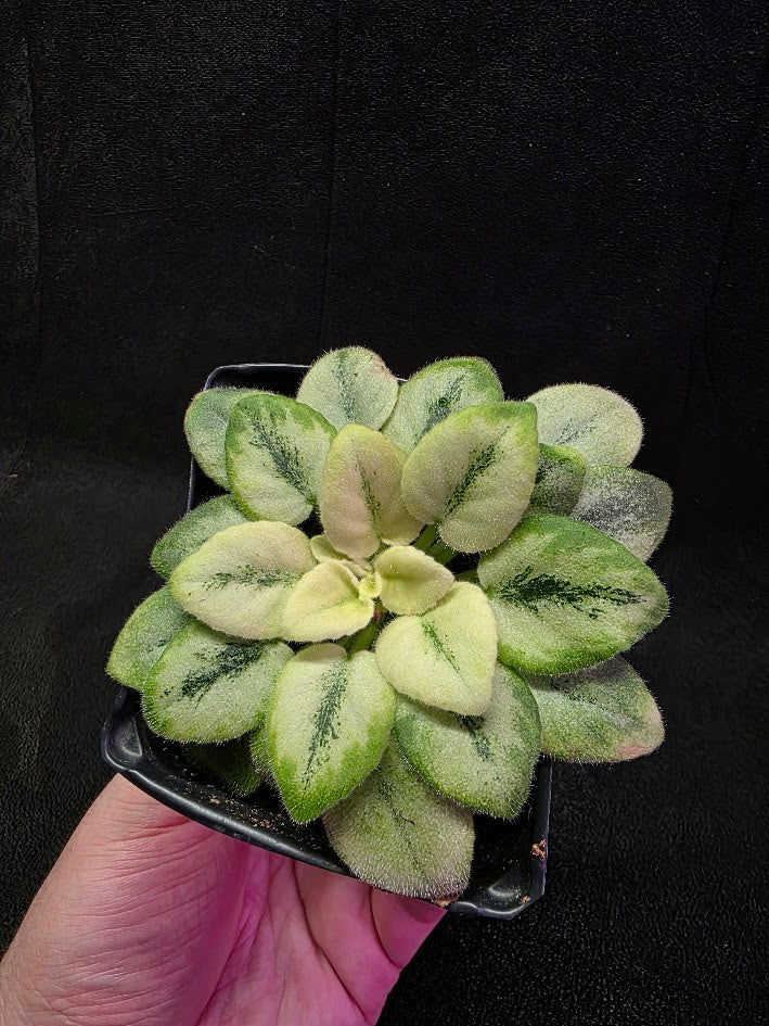 African Violet N Robinson #01