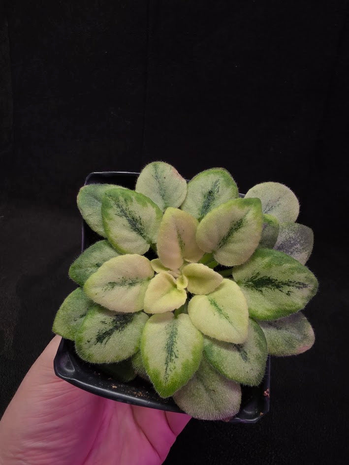 African Violet N Robinson #01