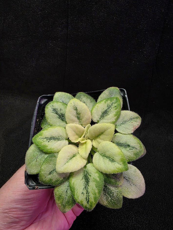 African Violet N Robinson #01