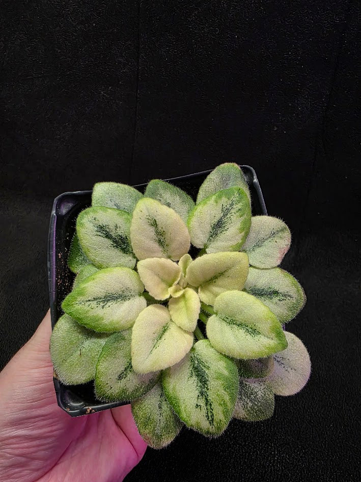 African Violet N Robinson #01