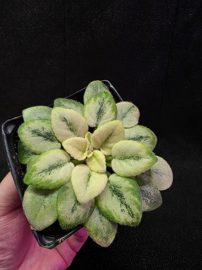 African Violet N Robinson #01