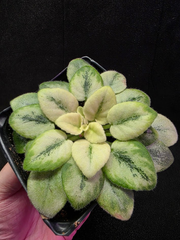 African Violet N Robinson #01