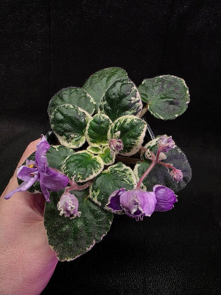 African Violet Buckeye Lavender Gemstone #01
