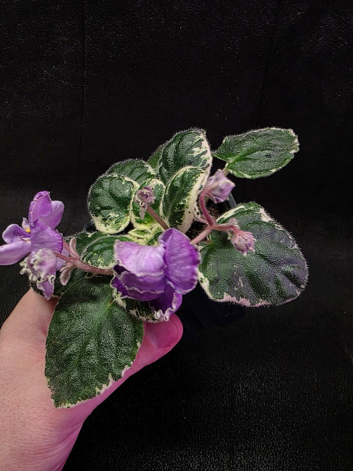 African Violet Buckeye Lavender Gemstone #01