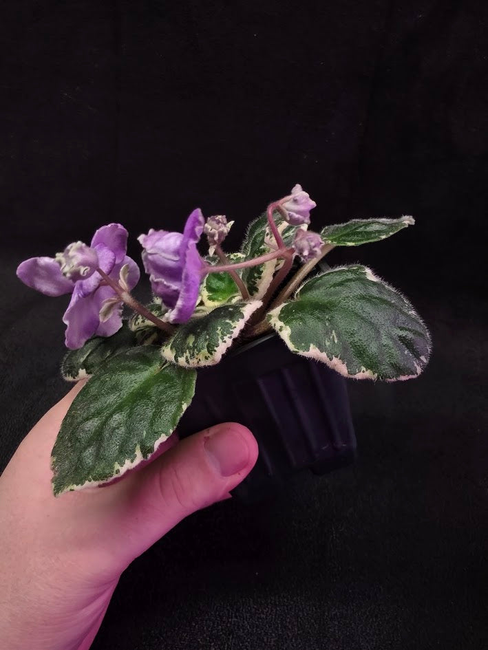 African Violet Buckeye Lavender Gemstone #01