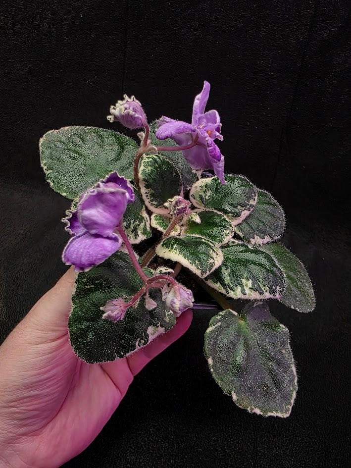 African Violet Buckeye Lavender Gemstone #01