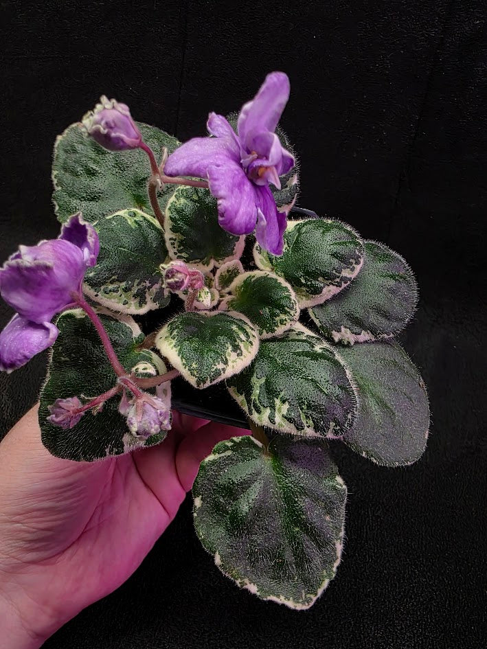African Violet Buckeye Lavender Gemstone #01