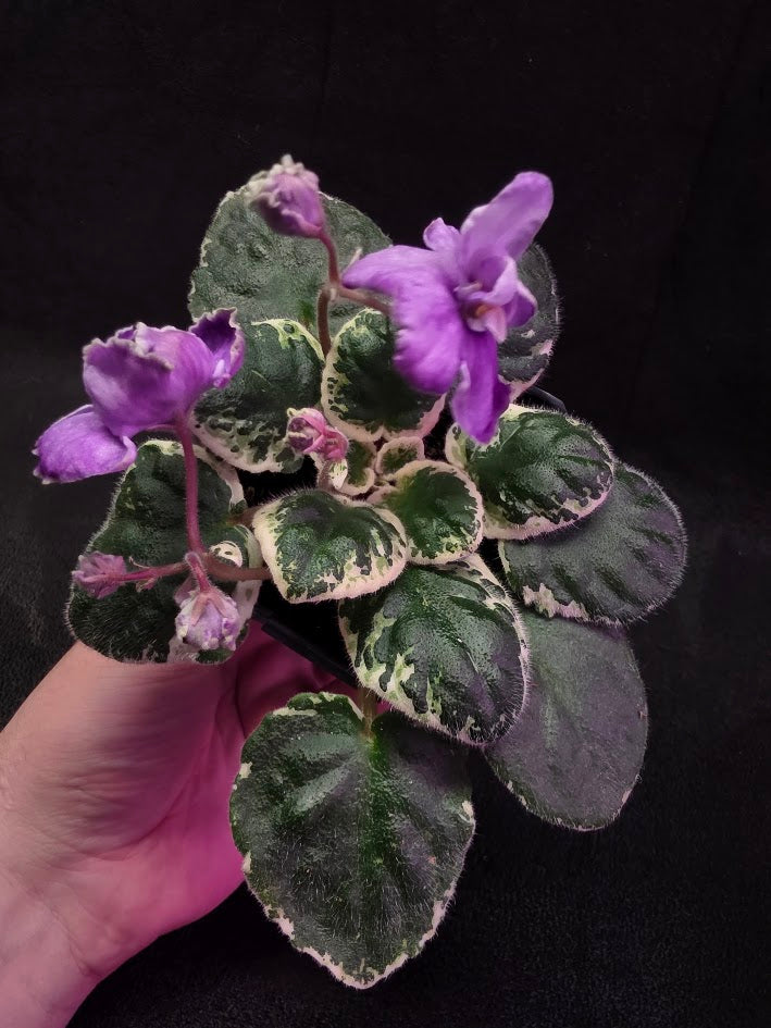 African Violet Buckeye Lavender Gemstone #01