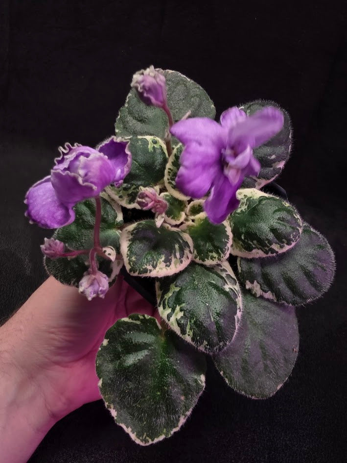 African Violet Buckeye Lavender Gemstone #01