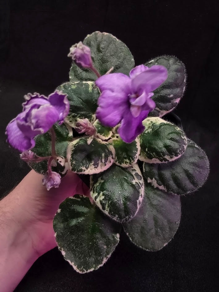 African Violet Buckeye Lavender Gemstone #01