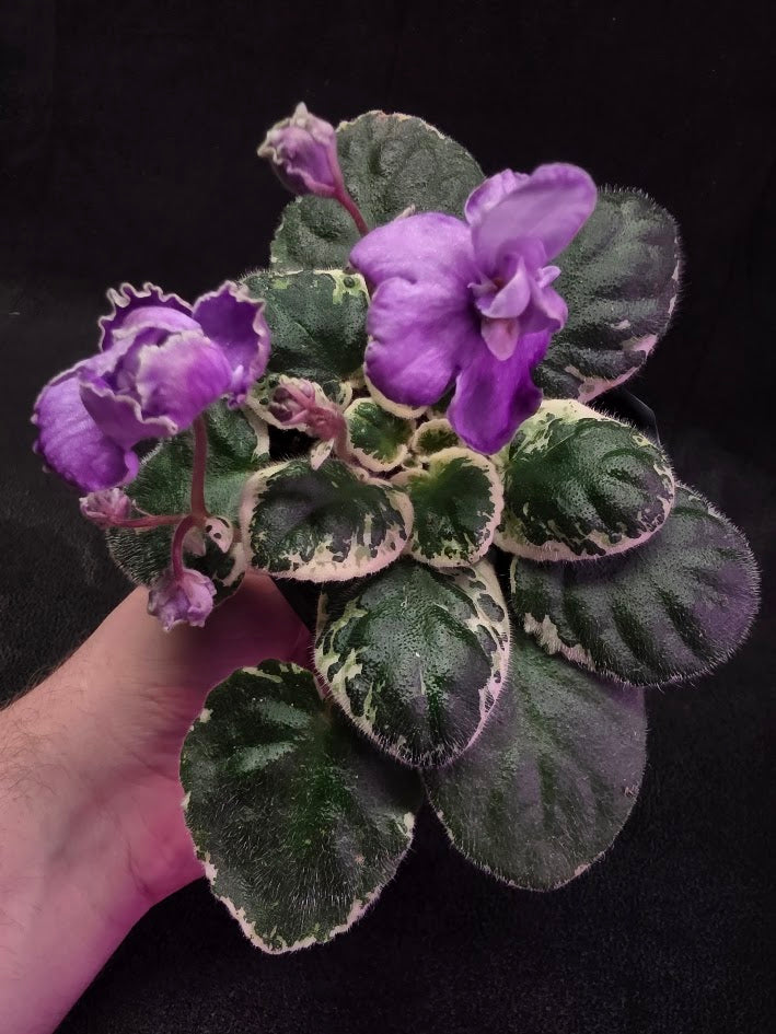 African Violet Buckeye Lavender Gemstone #01