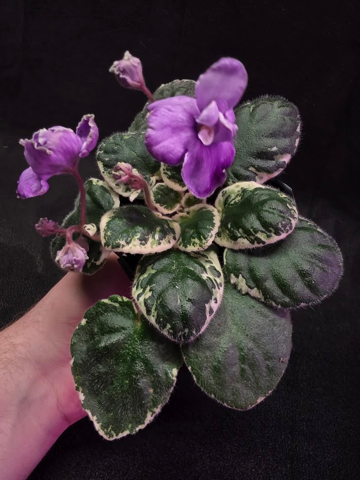 African Violet Buckeye Lavender Gemstone #01