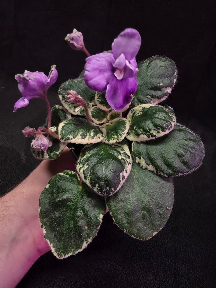 African Violet Buckeye Lavender Gemstone #01
