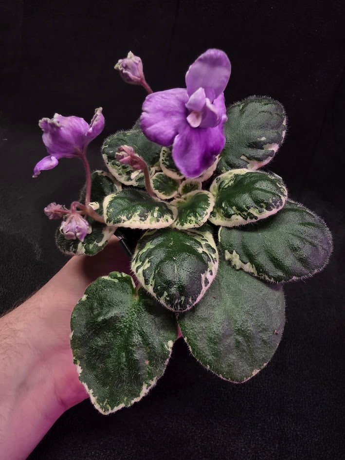 African Violet Buckeye Lavender Gemstone #01