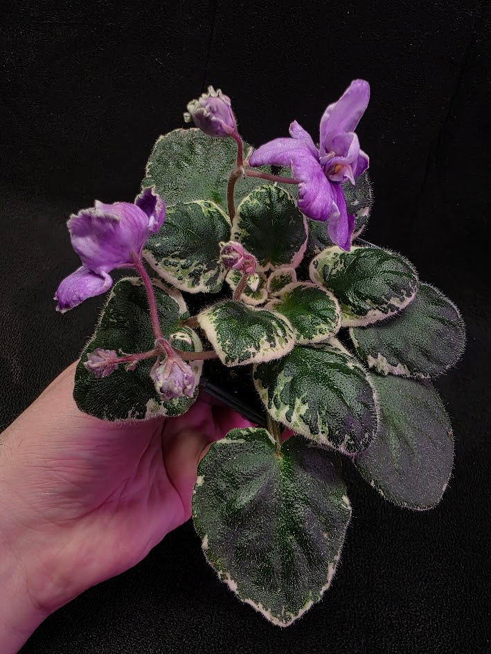African Violet Buckeye Lavender Gemstone #01