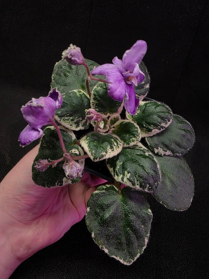 African Violet Buckeye Lavender Gemstone #01