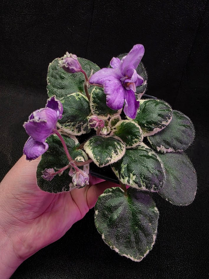 African Violet Buckeye Lavender Gemstone #01