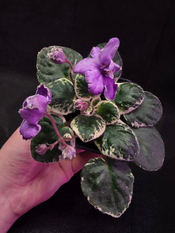 African Violet Buckeye Lavender Gemstone #01