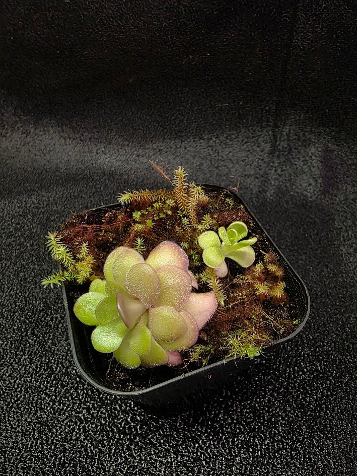 Pinguicula Hanka #01