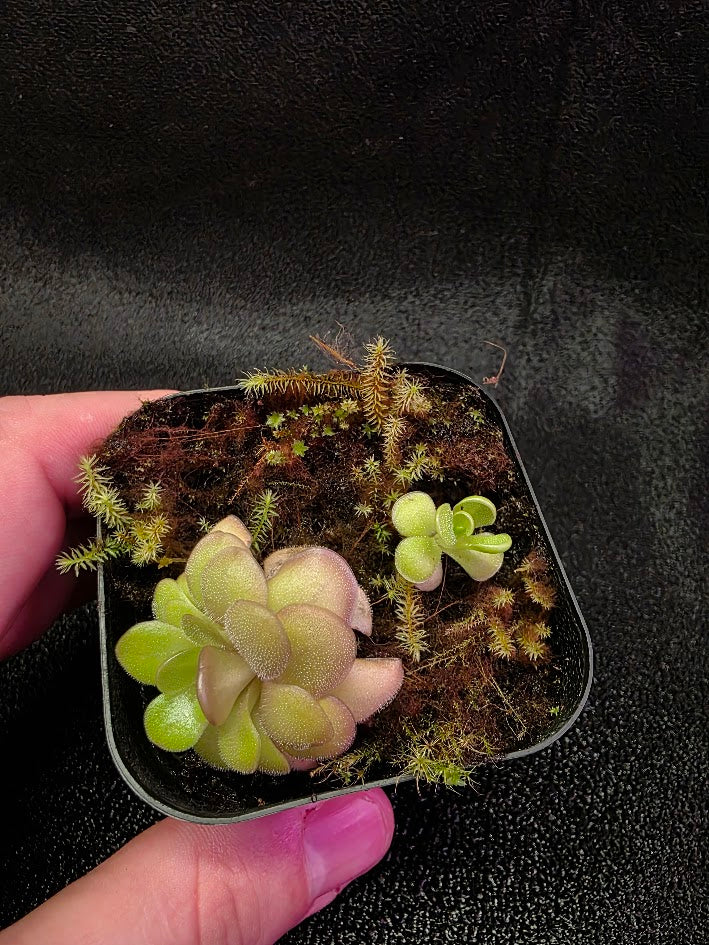 Pinguicula Hanka #01